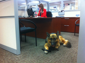 Service Dogs!  When Customers and Employees Make Requests — do you understand potential complaints and liability?